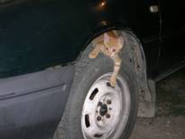 В Крыму очень много кошек и кошаков